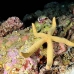 starfish_miy_smal_h_0083_mal2766.jpg